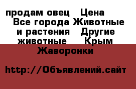  продам овец › Цена ­ 100 - Все города Животные и растения » Другие животные   . Крым,Жаворонки